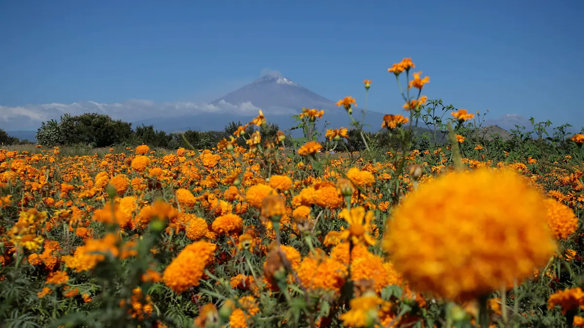 954003_Corta cempasúchil Atlixco Puebla-6_impreso